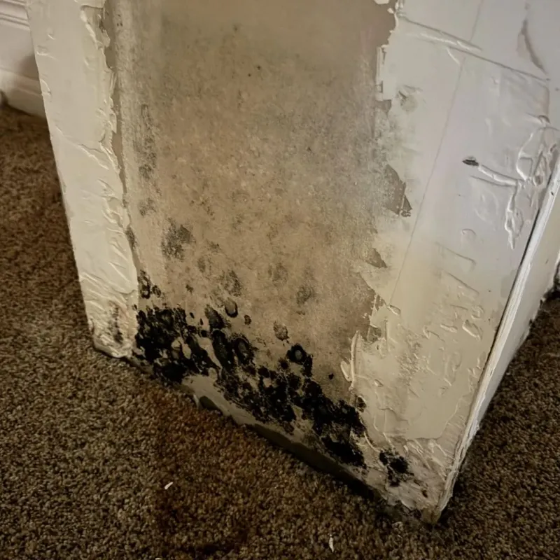 Professional Mold Removal in Richmond, CA